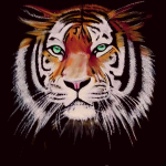 Tiger by Nicholas Chernikeeff