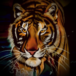Tiger2 by Nicholas Chernikeeff